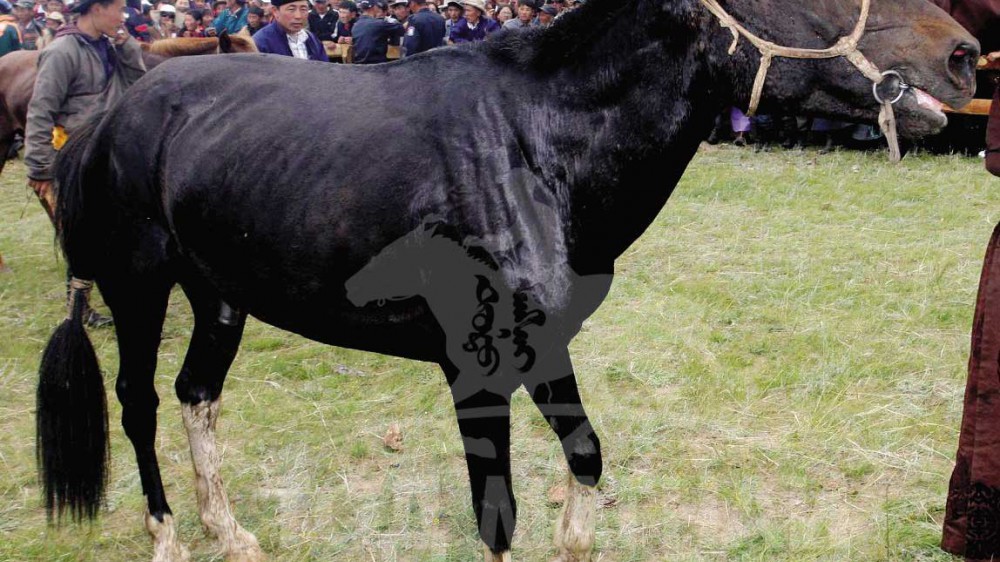 Хүрэлбаатарын хар алаг