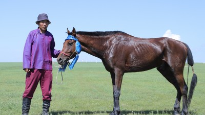 Эрлийз дээд