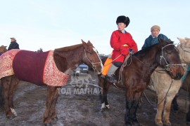 аман хүзүүнд хурдалсан М.Энхболдын хүрэн халзан