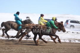 Эрдэнэтийн бүсэд түрүүлж, айрагдсан хурдан азарганууд