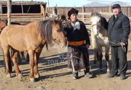 Малын их эмч Батхүү: Хэн дуртай нь ямар ч үндэслэлгүй адуу хатгаад байгааг харахаар бухимдал төрдөг