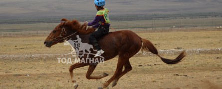 Хурдан морь унаач П.Мөнгөншагай: Арцаар утуулахаар морь сайн давхидаг