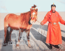 Загалмай хонгор азарга