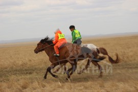 Манлайн хүү одтой наадав