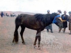 Аймгийн Алдарт уяач Д.Дашдорж: Нутгийнхаа адууг сайжруулахаар 40 гаруй жилийн тэртээгээс адуу зөөсөн