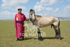 МУ-ын Алдарт уяач Т.Болдбаатар: Өглөө халиун азарга өнгө зүс жигдрээд цаанаа л нэг жавхаатай мордсон