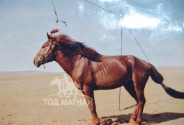 Сумын Алдарт уяач Н.Хосбаяр: Багшийнхаа буянаар хоёр ч удаа улсын наадамд очиж уралдсан