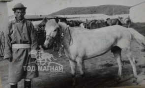 Нэг түрүүлж, дөрөв айрагдсан их буурал морь