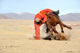 Сумын Алдарт уяач Д.Батсүх: Сумынхаа наадамд хоёр жил дарааллан шүдлэн айрагдуулсан