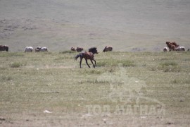 Монгол бардамнал